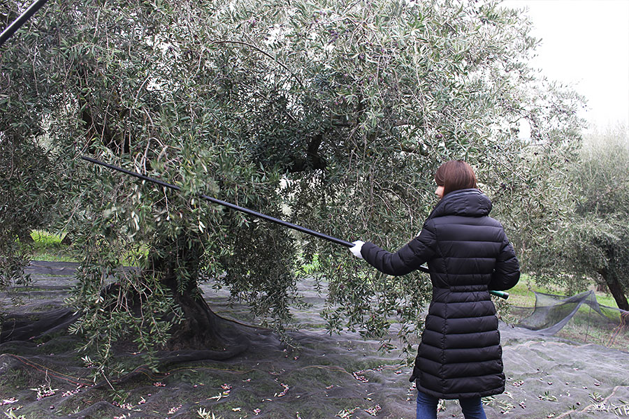 収穫体験中 | photo by p.s.m. adventure