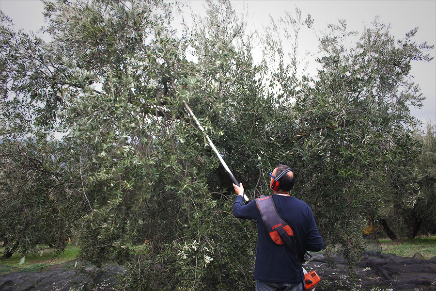 オリーブ収穫 | photo by p.s.m. adventure