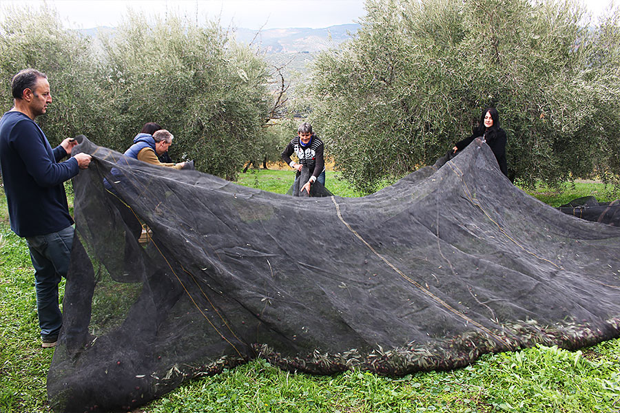 オリーブ収穫 | photo by p.s.m. adventure