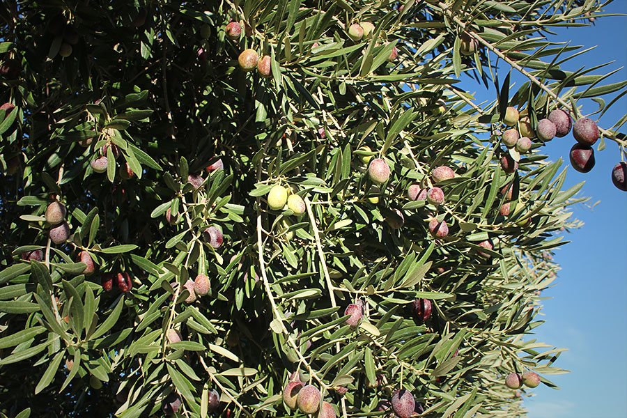 オリーブの木 | photo by p.s.m. adventure