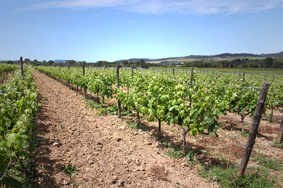 葡萄畑 | photo by p.s.m. adventure