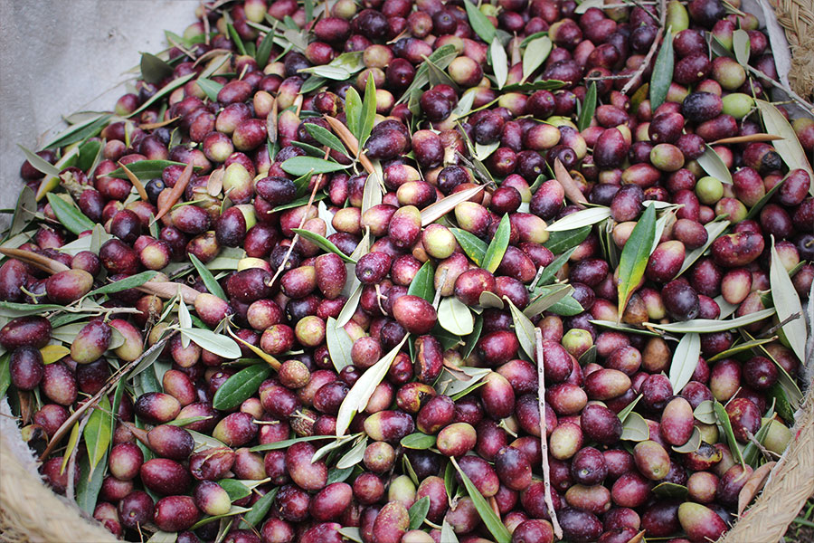 収穫したオリーブの実 | photo by p.s.m. adventure