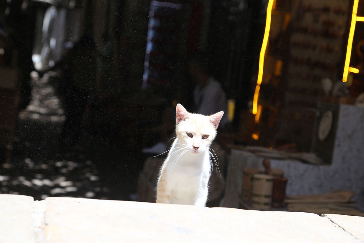 20260824_fez_01.jpg