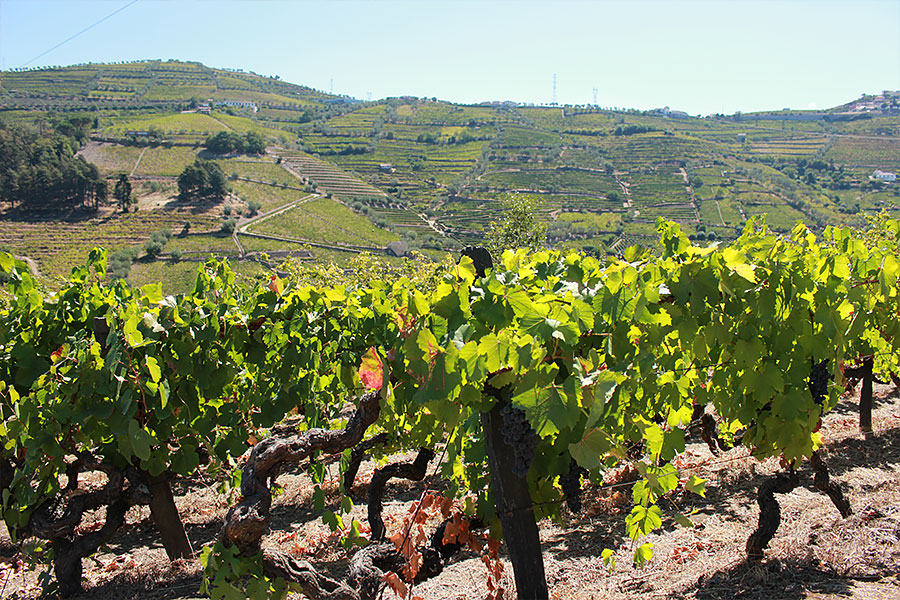 ドウロ渓谷 | photo by p.s.m. adventure