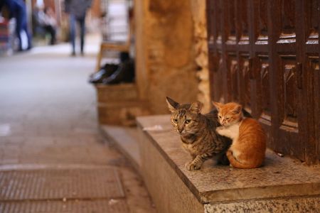 20260824_fez_04.jpg